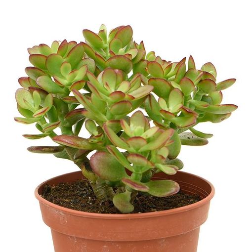 Crassula ovata 'Minor'