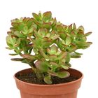 Crassula ovata 'Minor'