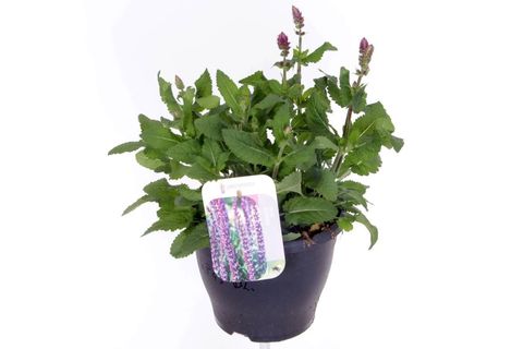 Salvia x sylvestris BLUE MARVEL