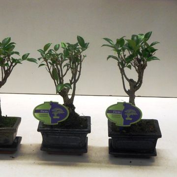 Ficus retusa