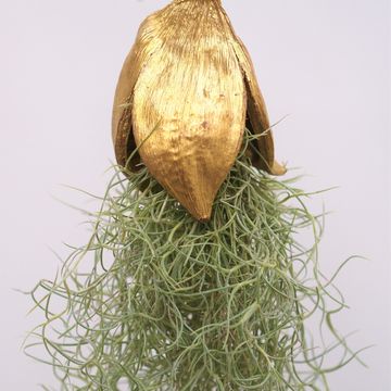 Tillandsia usneoides