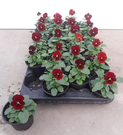 Виола BUTTERFLY BLOTCH COLORS RED BLOTCH