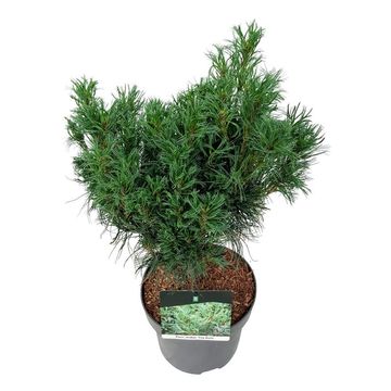 Pinus strobus 'Tiny Curls'