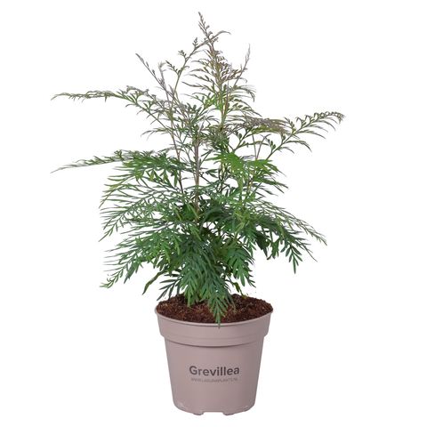 Grevillea robusta — Plant Wholesale FlorAccess