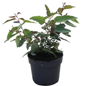 Eucalyptus citriodora