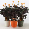 Calathea crocata TASSMINIA