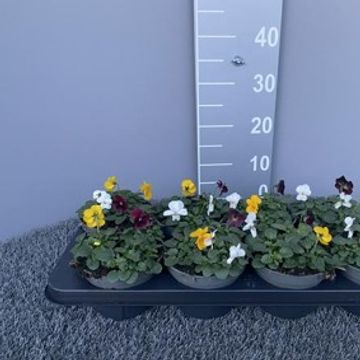 Viola CORNUTA MIX IN POT