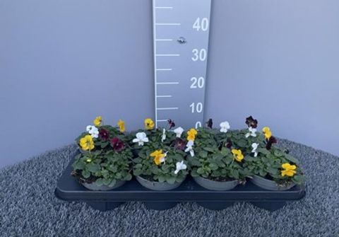 Viola CORNUTA MIX IN POT