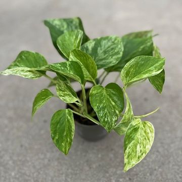 Epipremnum pinnatum 'Marble Queen'
