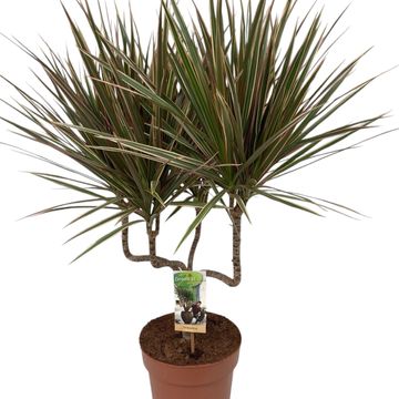 Dracaena marginata 'Bicolor'