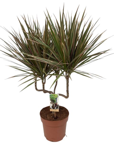 Dracaena marginata 'Bicolor'