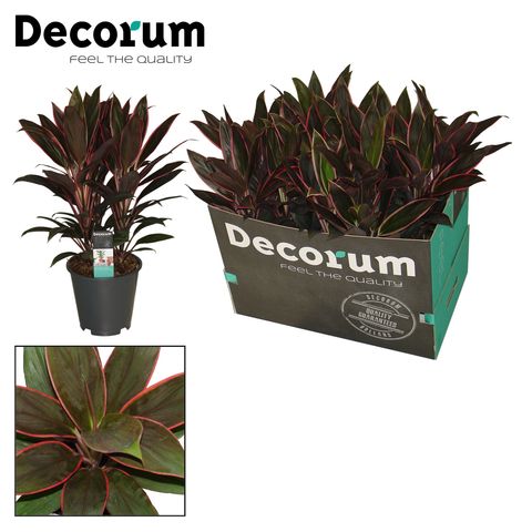 Cordyline fruticosa 'Rumba'