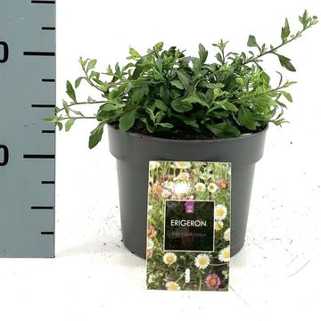 Erigeron karvinskianus