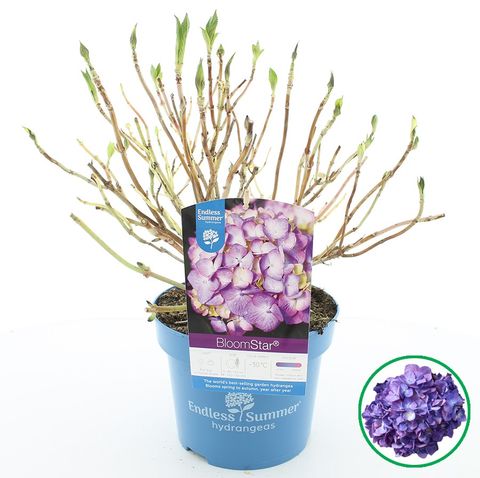 Hydrangea macrophylla ENDLESS SUMMER BLOOMSTAR BLUE