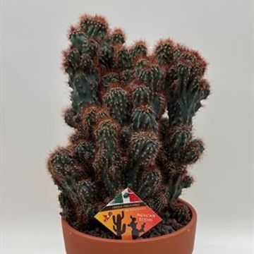 Cereus peruvianus monstruosus f. rubra