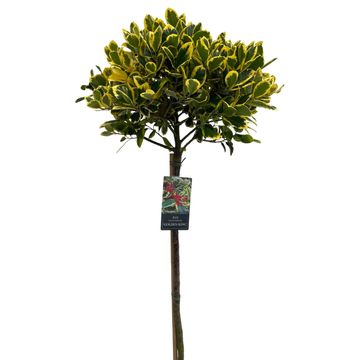 Ilex x altaclerensis 'Golden King'