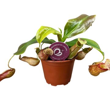 Nepenthes 'Gaya'