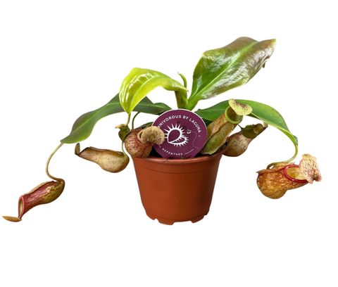 Nepenthes 'Gaya'