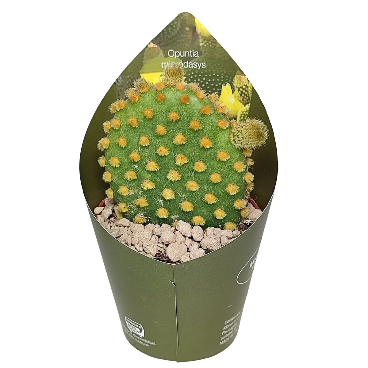 Opuntia microdasys — Plant Wholesale FlorAccess