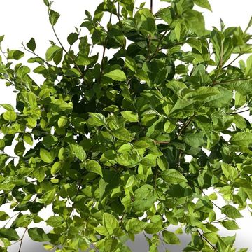 Styrax japonicus