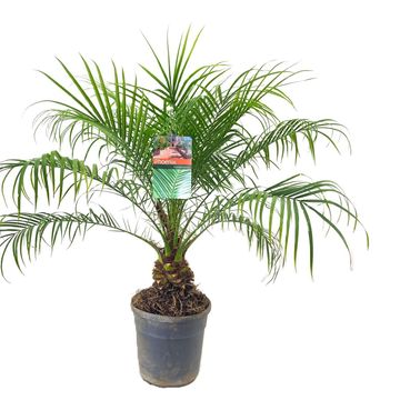 Phoenix roebelenii