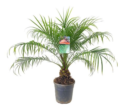 Phoenix roebelenii
