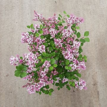 Syringa 'Red Pixie'