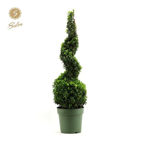 Buxus sempervirens