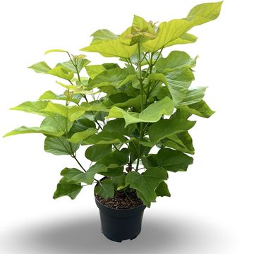 Catalpa bignonioides 'Aurea'