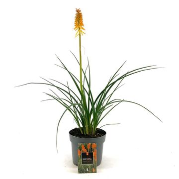Kniphofia 'Mango Popsicle'