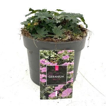 Geranium sanguineum 'Max Frei'