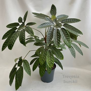 Trevesia burckii