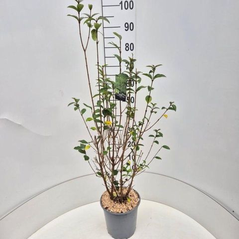 Ligustrum ovalifolium