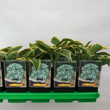 Hosta 'Dress Blues'