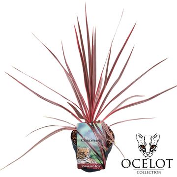 Cordyline australis CHARLIE BOY