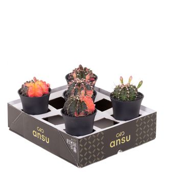 Gymnocalycium 'Variegata'