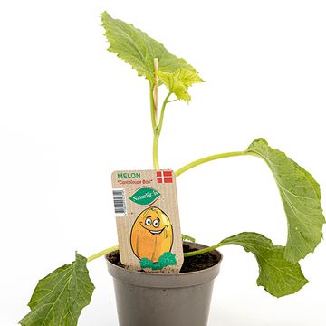 Cucumis melo 'Bari'
