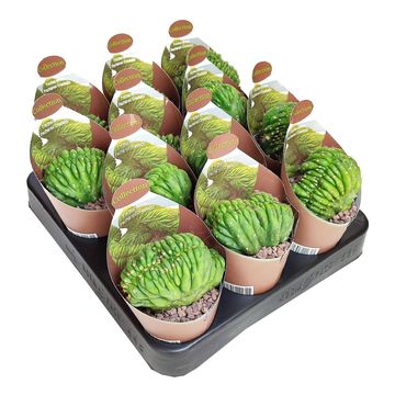 Trichocereus pachanoi cristata