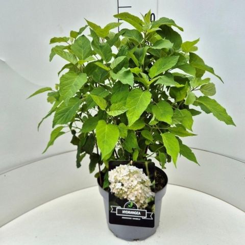 Hydrangea arborescens 'Annabelle'