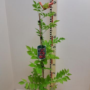 Campsis radicans 'Flamenco'