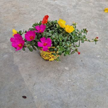 Portulaca grandiflora MIX