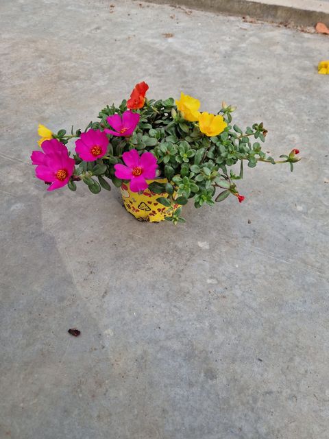 Portulaca grandiflora MIX