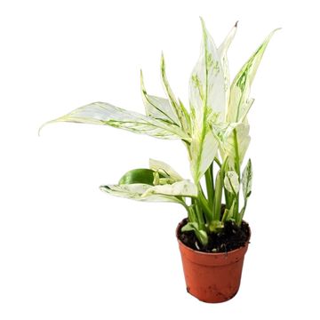Spathiphyllum 'Snow Feather'