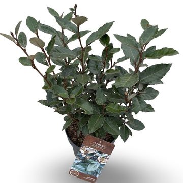 Elaeagnus x ebbingei 'Compacta'