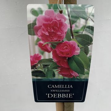 Camellia x williamsii 'Debbie'