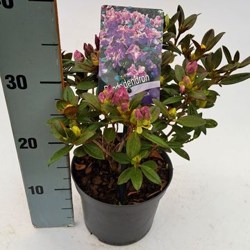 Rhododendron 'Lavendula'