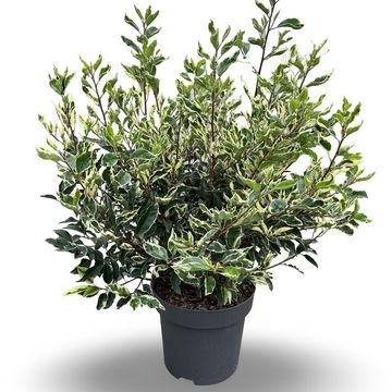 Prunus lusitanica 'Variegata'