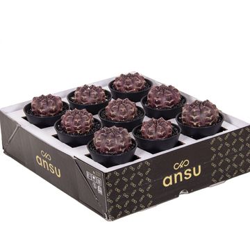 Gymnocalycium SIAM ANSU DAYDREAM