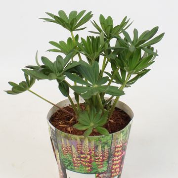 Lupinus WEST COUNTRY MANHATTAN LIGHTS