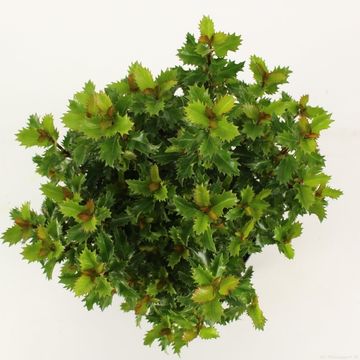 Ilex x meserveae LITTLE RASCAL